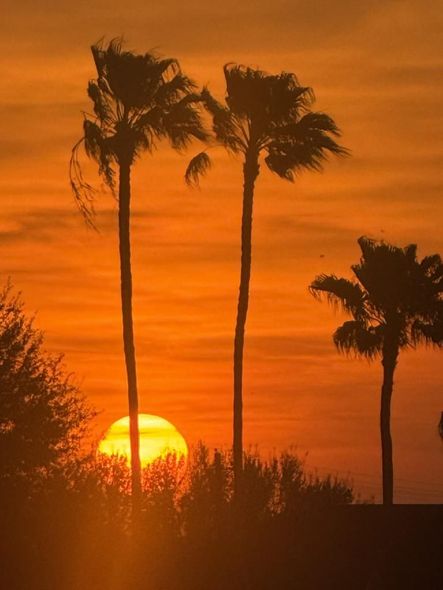 Silhouetted palm trees against a bright orange sunset, with the sun partially visible behind trees on the horizon.