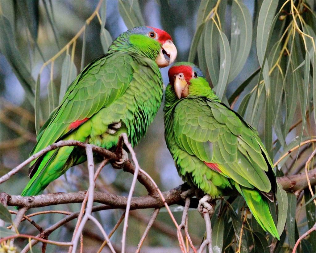 Two green parrots with red foreheads perched side-by-side on a thin tree branch amid eucalyptus leaves.