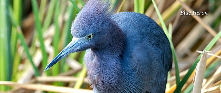A Little Blue Heron with slate-blue feathers and a pointed bill stands among green and dry marsh reeds.