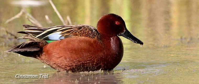 A male Cinnamon Teal duck with reddish-brown plumage and a dark bill swims in shallow water.