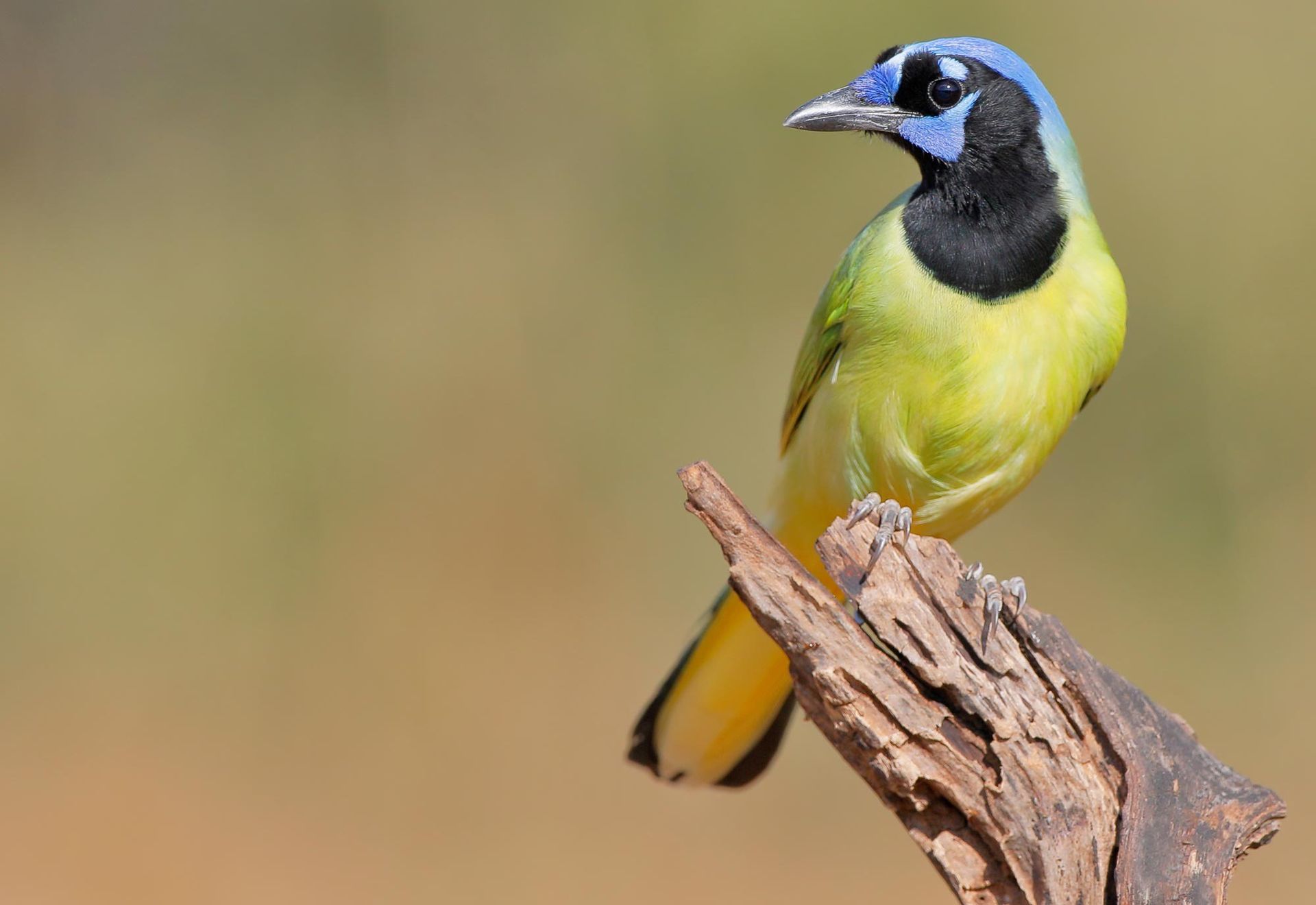 A Green Jay perched on a piece of wood, showing its bright green, yellow, and black plumage against a blurred background.