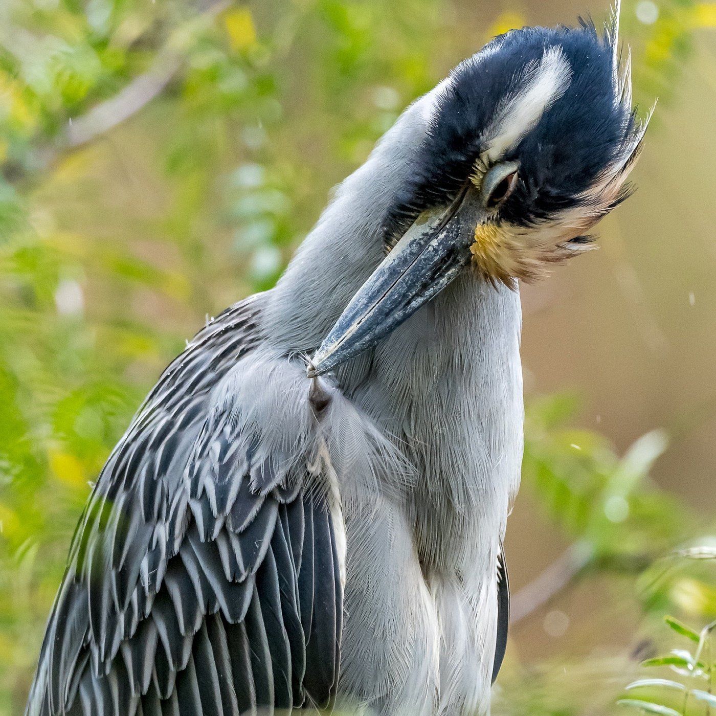A yellow-crowned night heron with grey plumage and a striped head preens its feathers against a blurry green background.