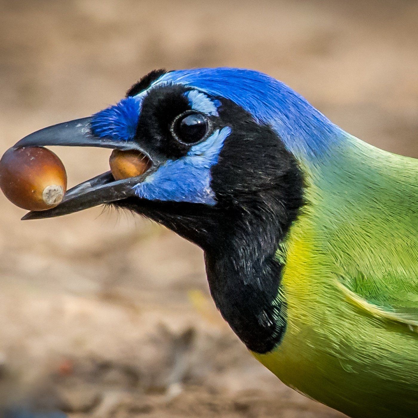 A green jay with a bright blue head and black facial markings holds an acorn in its beak against a blurred background.