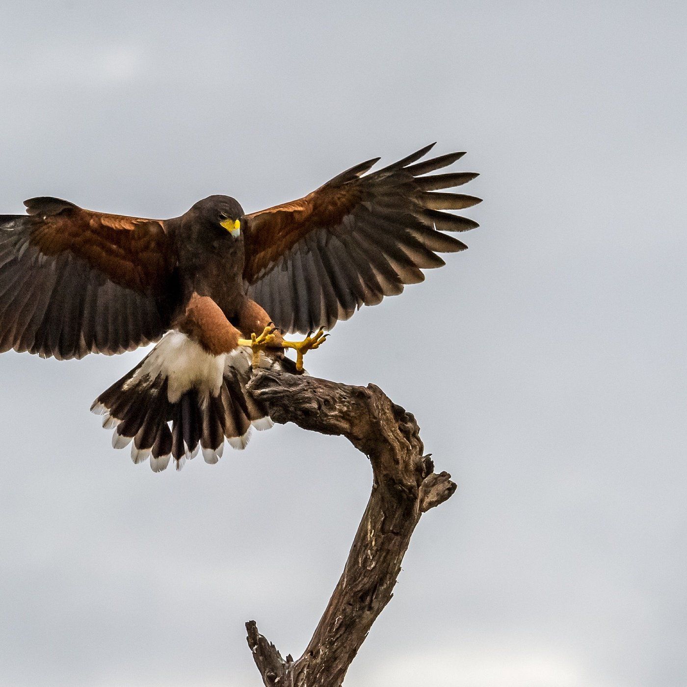 A Harris's hawk with chestnut-colored shoulders landing on a bare, weathered tree branch against a gray sky.
