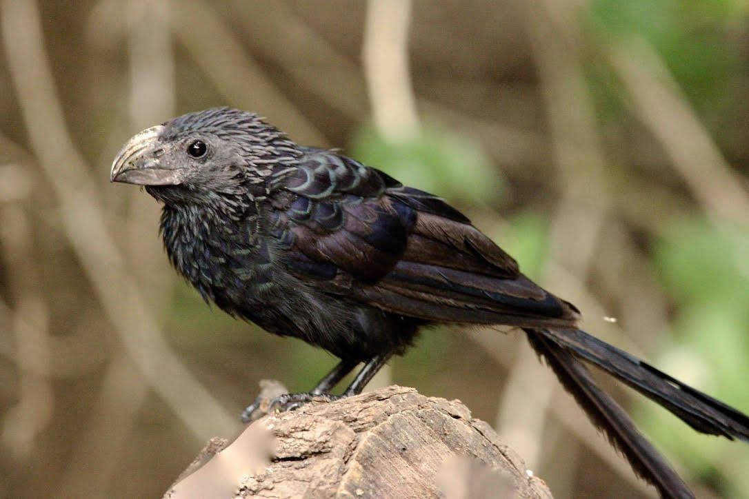 A brown grosbeak in flight, wings spread against a blurred, light-brown background.