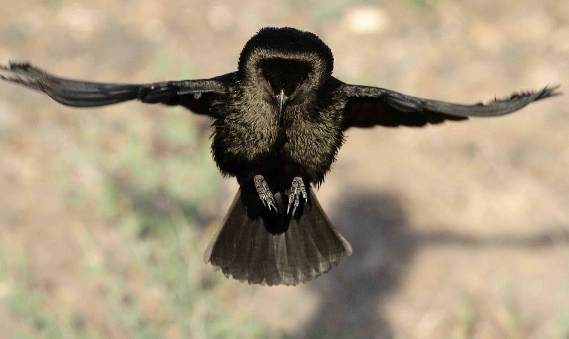 A Crested Caracara bird with a black cap, white neck, and brown wings, throwing its head back to call in a field.