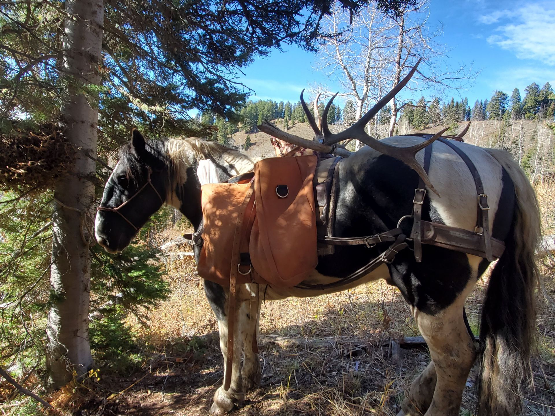 WYOMING ELK HUNTING NONTYPICAL OUTFITTERS