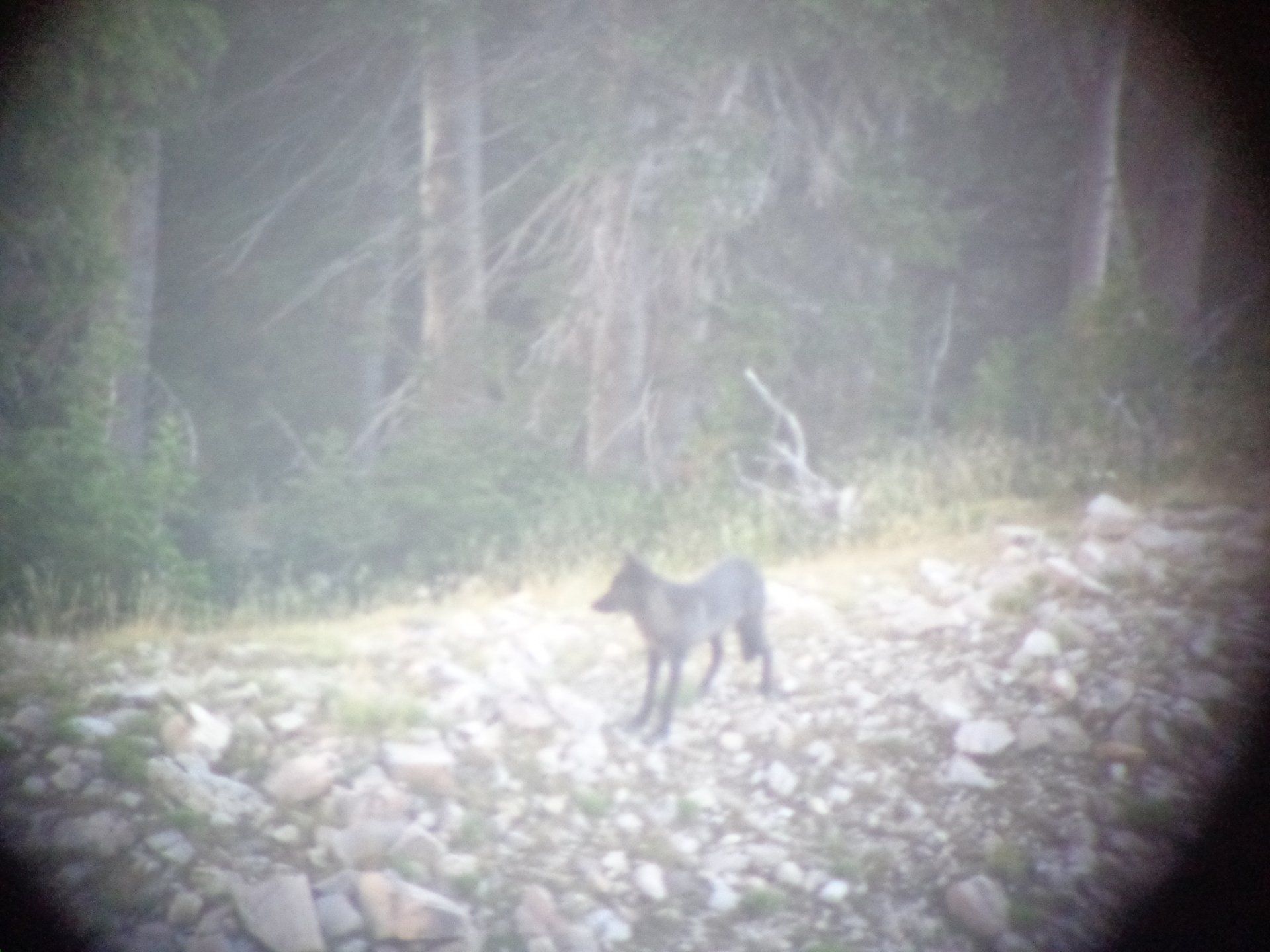 A coyote is standing on a rocky hillside in the woods.