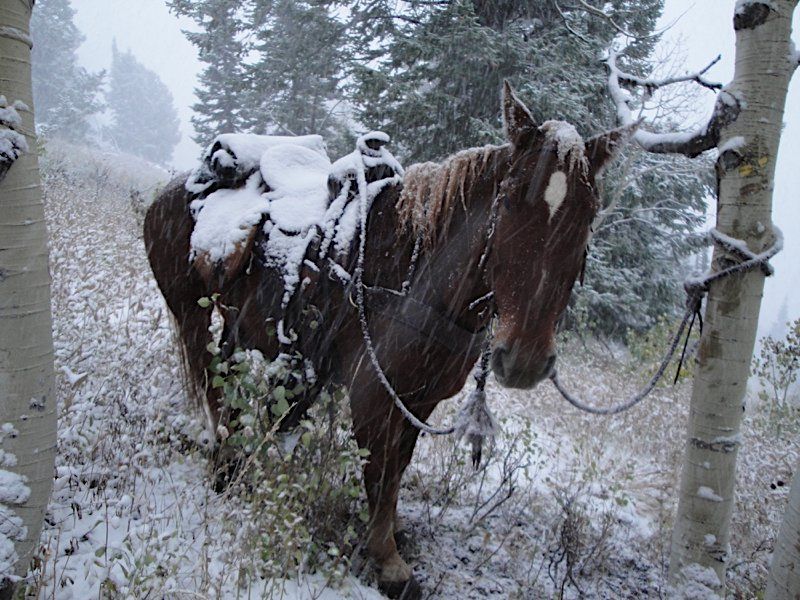 WYOMING GUIDED HUNTS