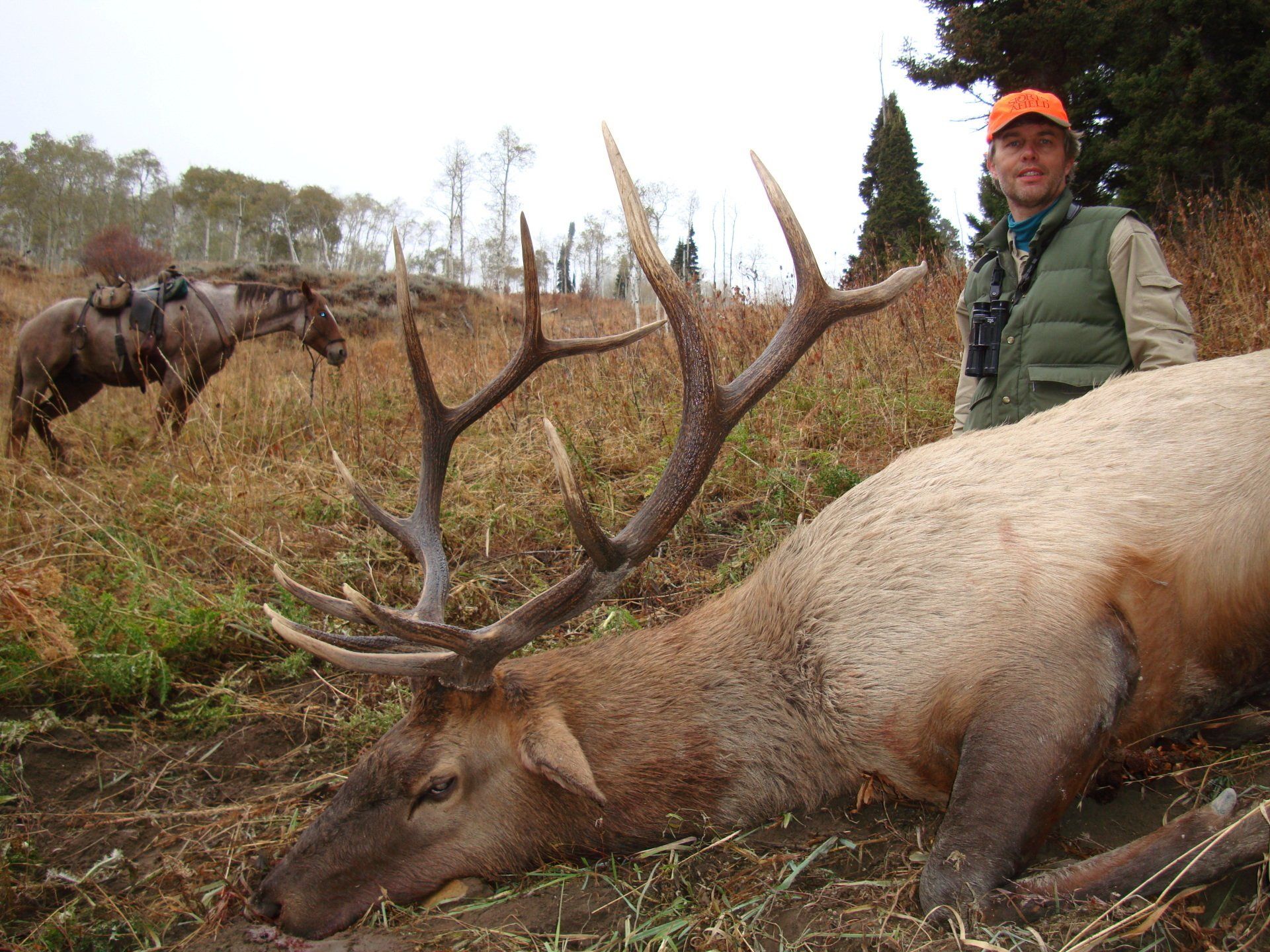 Hunter with orange hat and vest poses with a large elk, horse in the background.