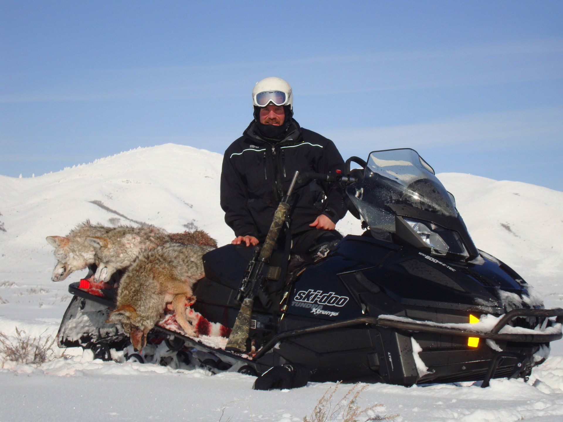 A man on a snowmobile with two coyotes on the back