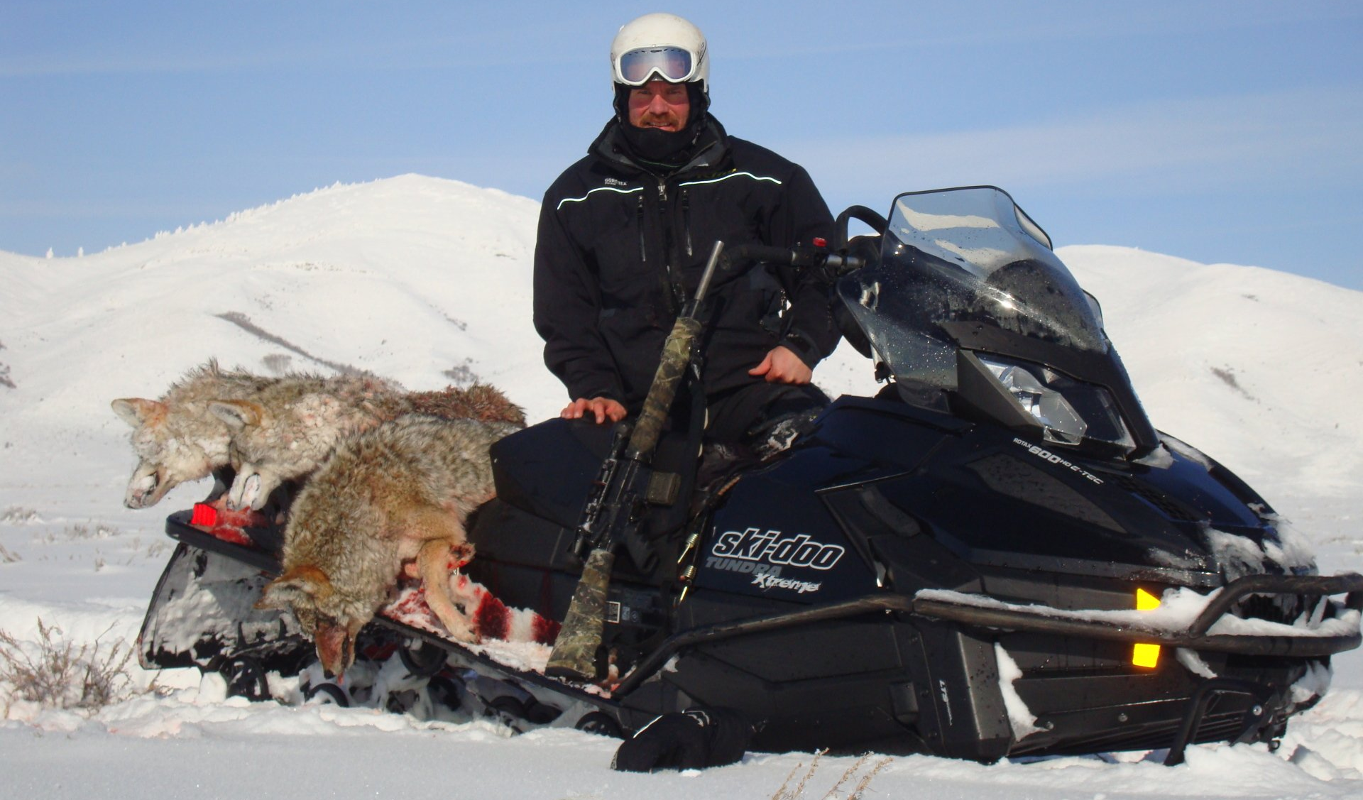 A man on a snowmobile with a coyote on the back