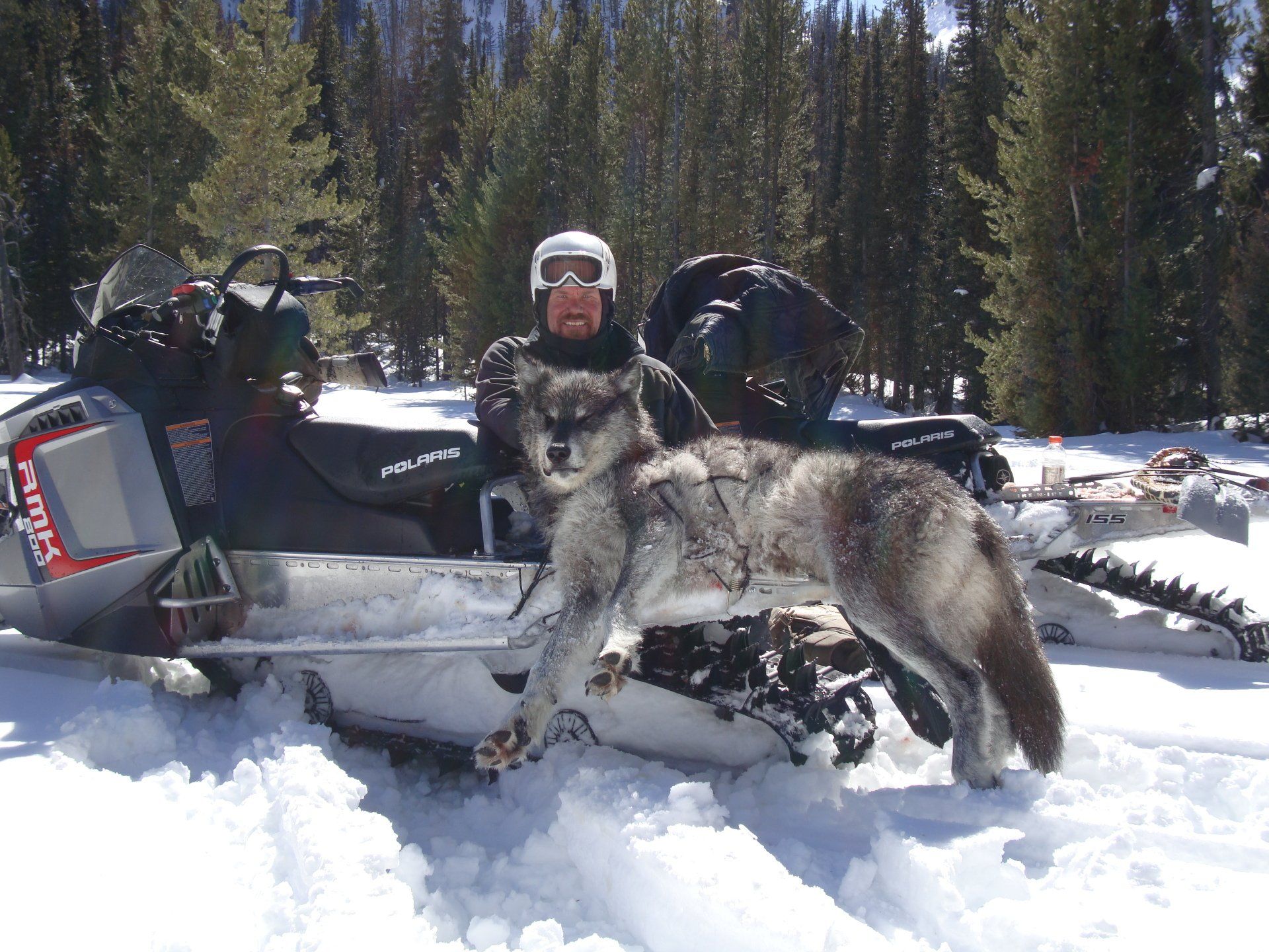 A man sits on a snowmobile next to a wolf