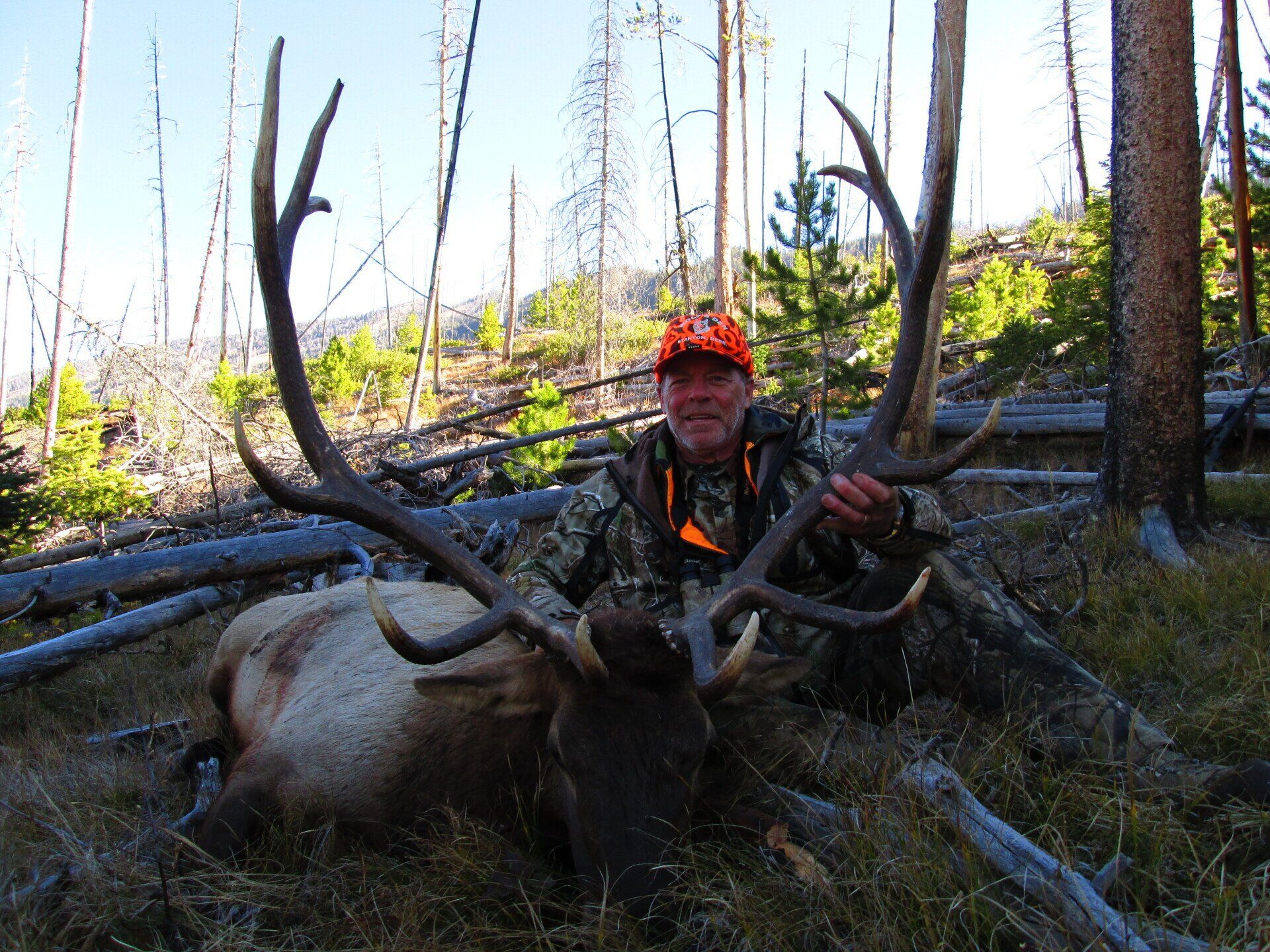 Hunter poses with large elk he harvested in a forest, wearing orange cap and camouflage.