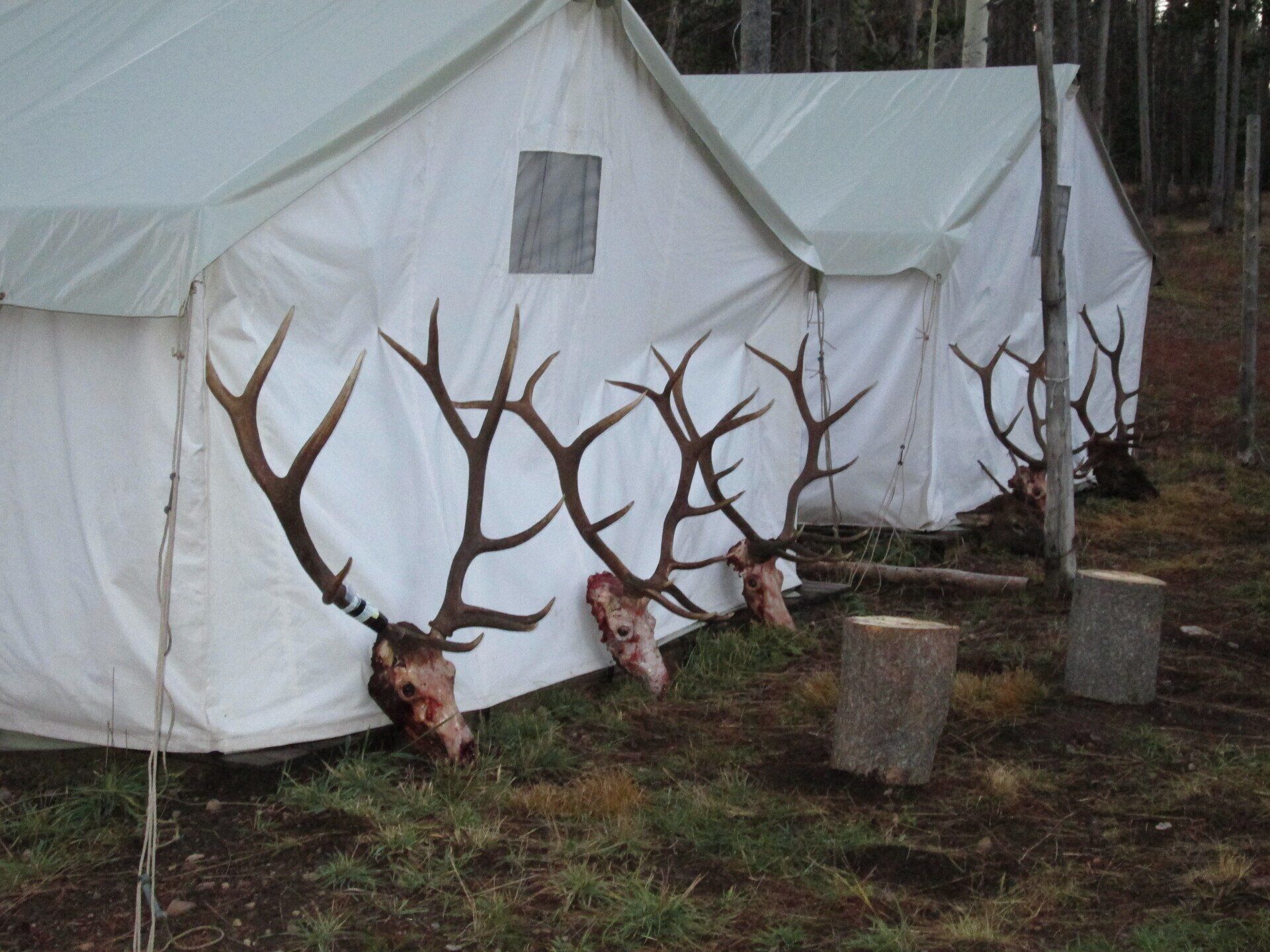 Elk antlers displayed on white tents at a hunting camp, with chopped logs in the foreground and a forest backdrop.