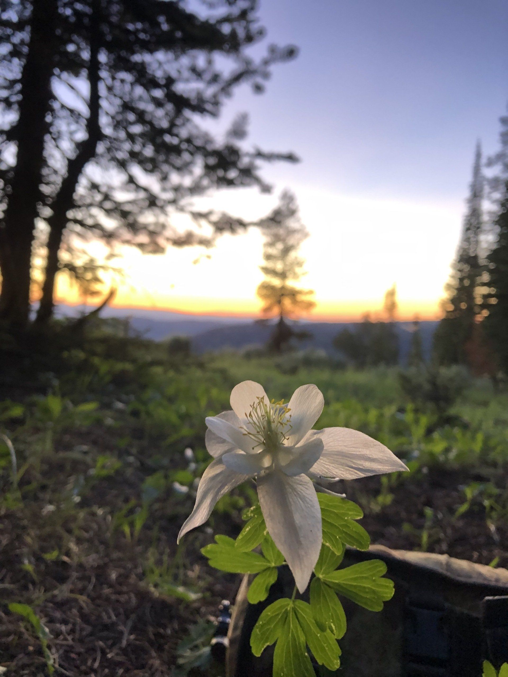 A small white flower with a sunset in the background