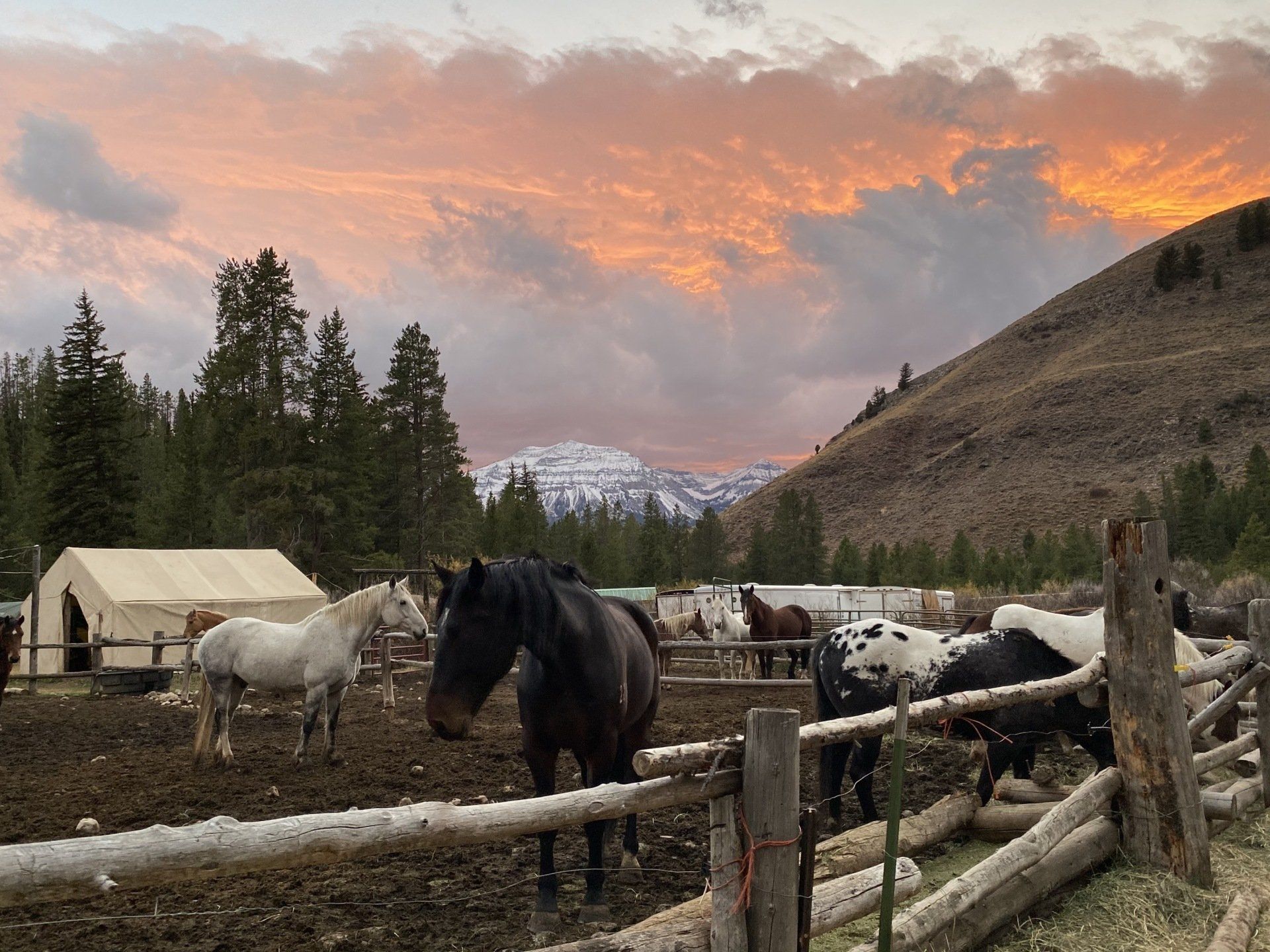 A herd of horses are standing in a field behind a wooden fence.