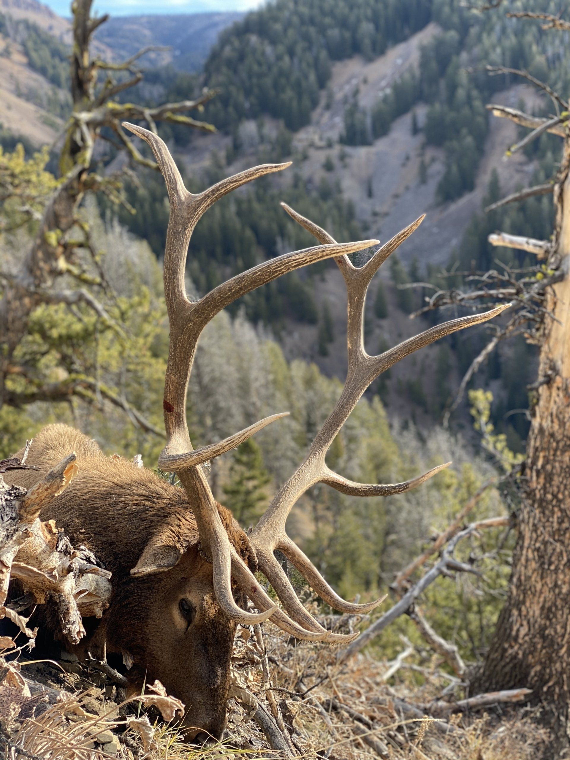 WYOMING ELK HUNTING NONTYPICAL OUTFITTERS