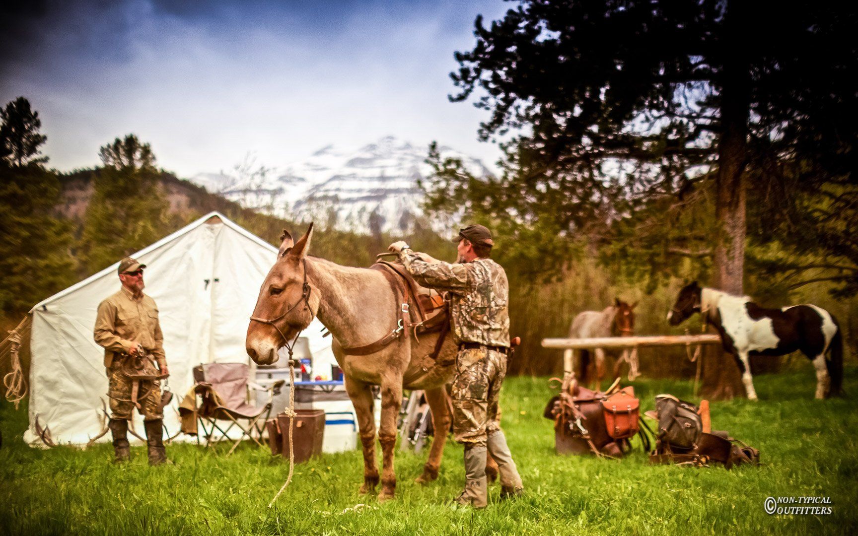 A man standing next to a donkey in a field