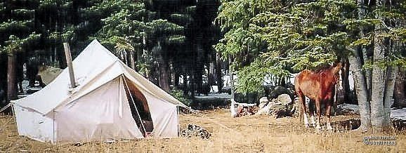 A horse standing next to a tent in the woods