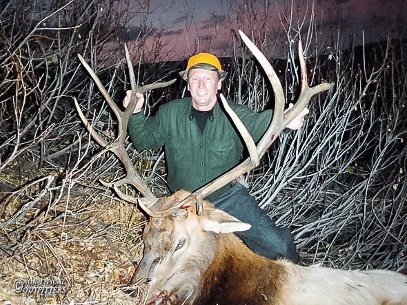 Man in orange hat sits on elk, holding antlers, in a wooded area.