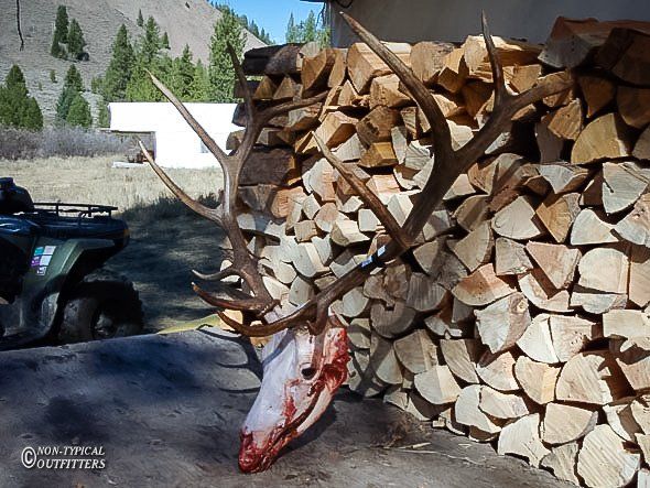 Elk skull with large antlers next to a stack of firewood and a parked ATV outdoors.