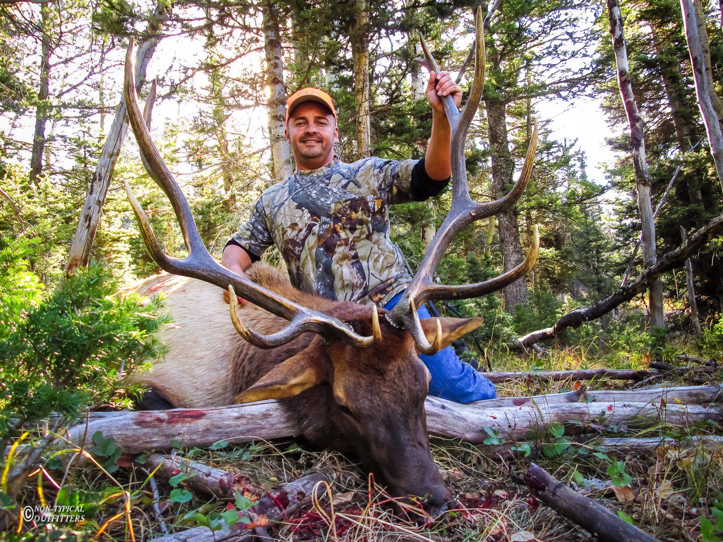 A man kneeling next to a large elk in the woods