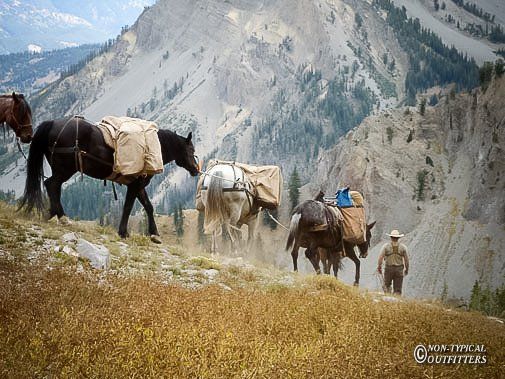 Horses carrying packs on a mountain trail, led by a person in a hat, surrounded by grass and rocky terrain.