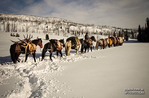 Horses in a line, carrying packs through snowy terrain, mountains in the background.