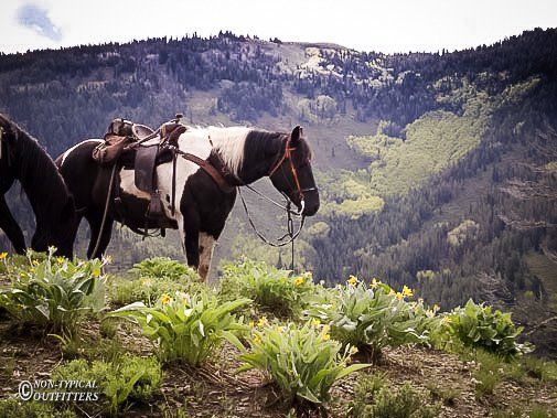 Horse with black and white markings, saddled, stands on a hillside overlooking a mountain range.