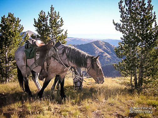 Horse saddled on a grassy mountain ridge, overlooking a distant vista, sunny day.