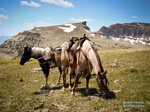Two horses grazing in a grassy mountain meadow, snowy peaks in the background under a blue sky.