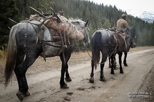 Two horses laden with gear and a rider on a dirt road, mountain background.