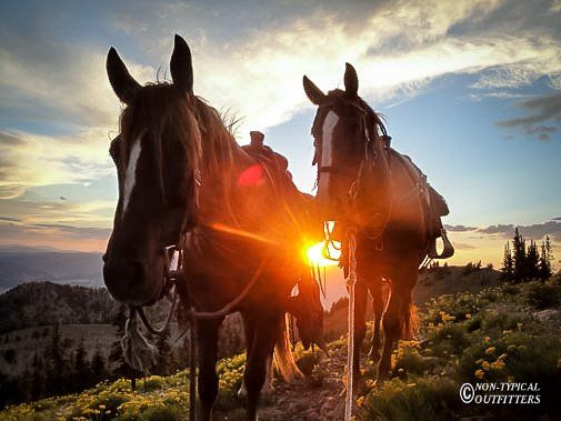 Two horses stand saddled on a hilltop, silhouetted against a setting sun.