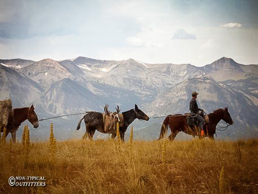 Man on horseback leads two mules across a grassy field with mountains in the background.
