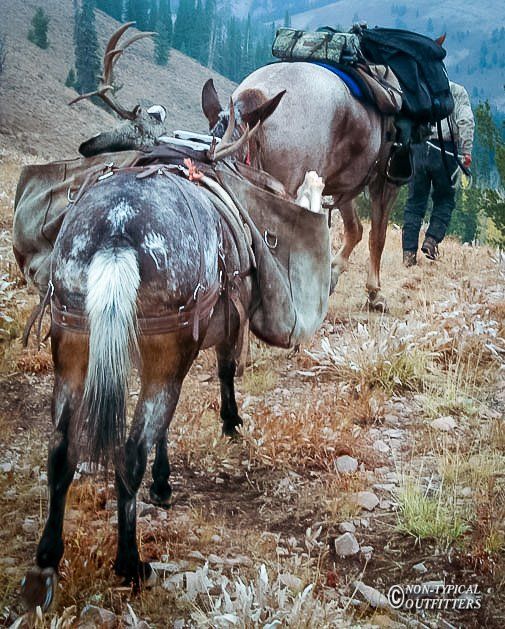 Two mules carrying packs and a deer carcass on a mountain trail, with a person walking behind.
