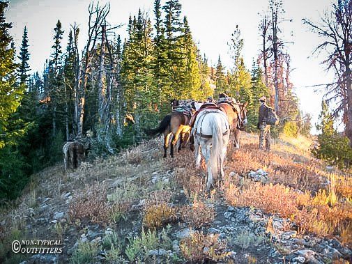 Horses with riders on a hillside trail near trees. Golden sunlight.