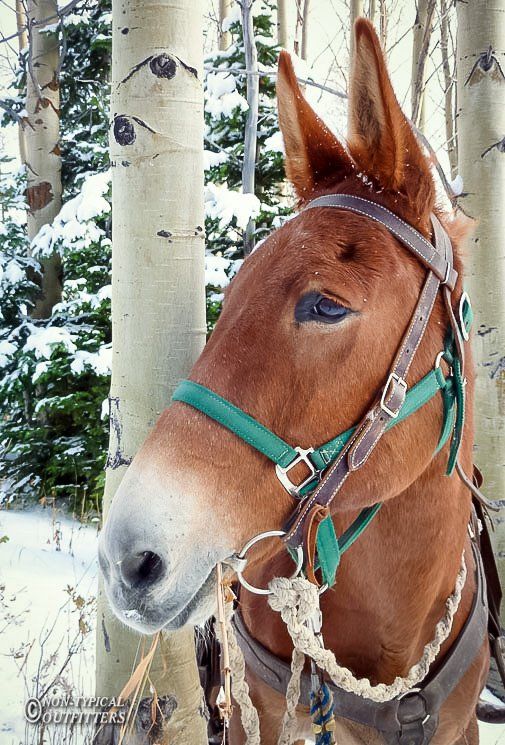 Brown mule in a snowy forest wearing a green and brown bridle, looking towards the left.