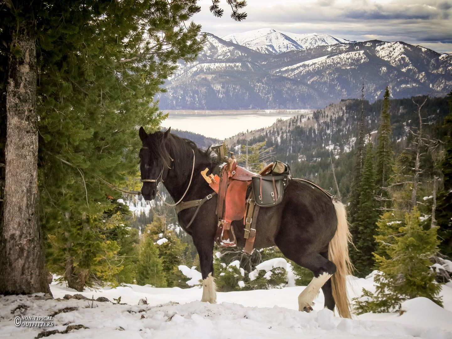 Saddled black and white horse stands in snow near evergreen trees, overlooking a lake and snowy mountains.