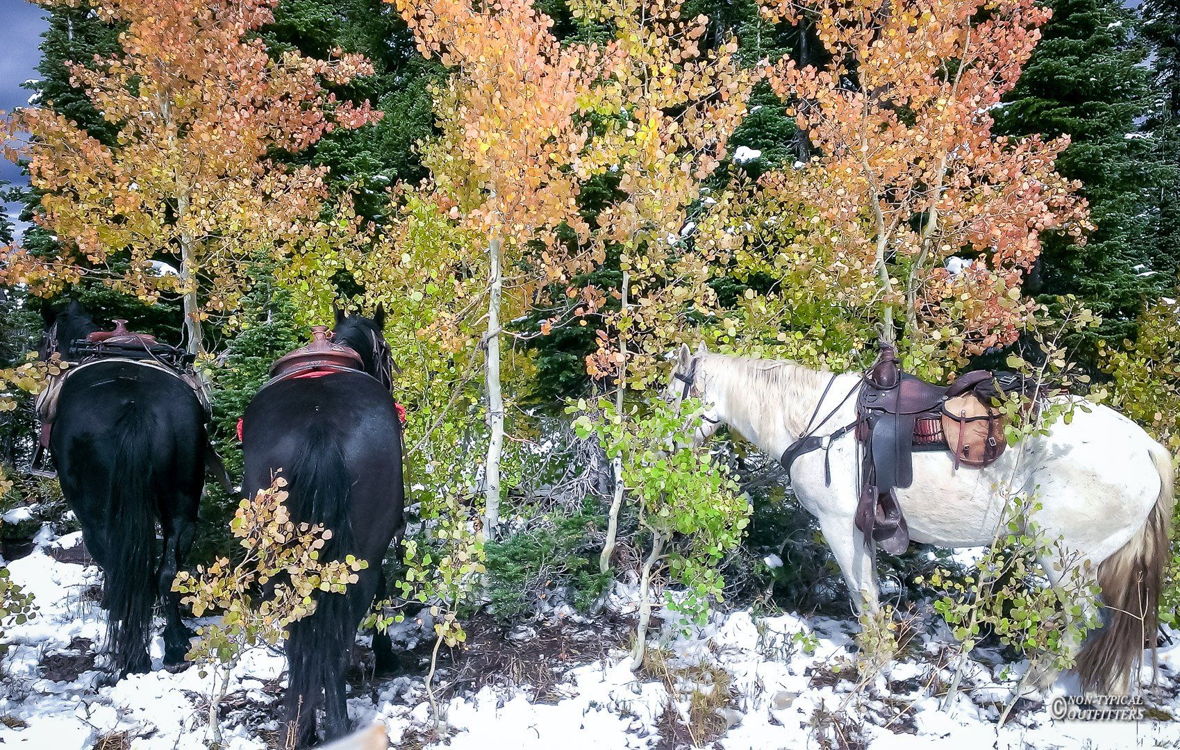 Three horses with saddles stand among trees with yellow and orange leaves in snowy terrain.