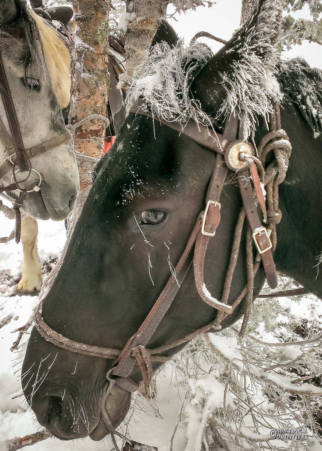 Black horse in a bridle, covered in snow, in a snowy forest. Another horse is partly visible.