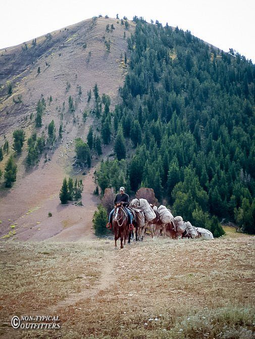 A person on horseback leads two packhorses on a trail with a forested mountain.