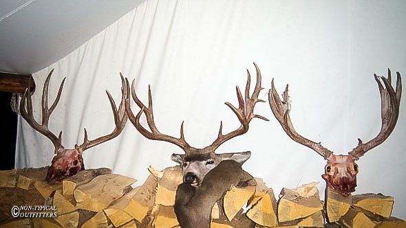 Three deer heads are sitting on top of a pile of logs.