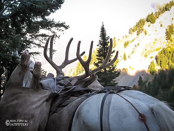 A large deer with antlers is tied to the back of a horse
