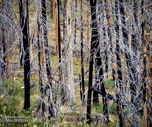 Forest of charred trees with white, skeletal branches and dark trunks.