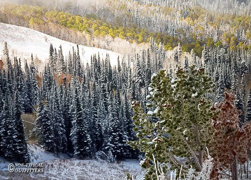 Snow-covered evergreen trees on a hillside, with yellow and green trees further up. Sunlight visible.