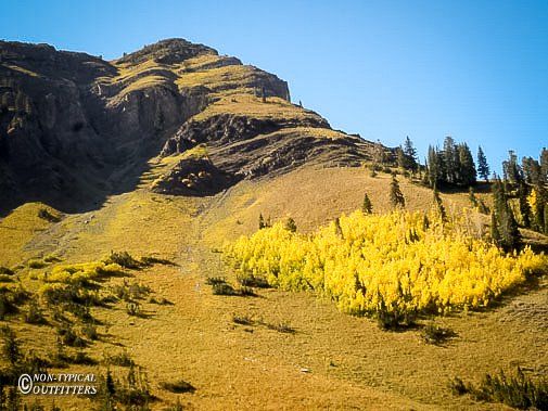 Yellow aspens on a mountainside in autumn, under a clear blue sky.