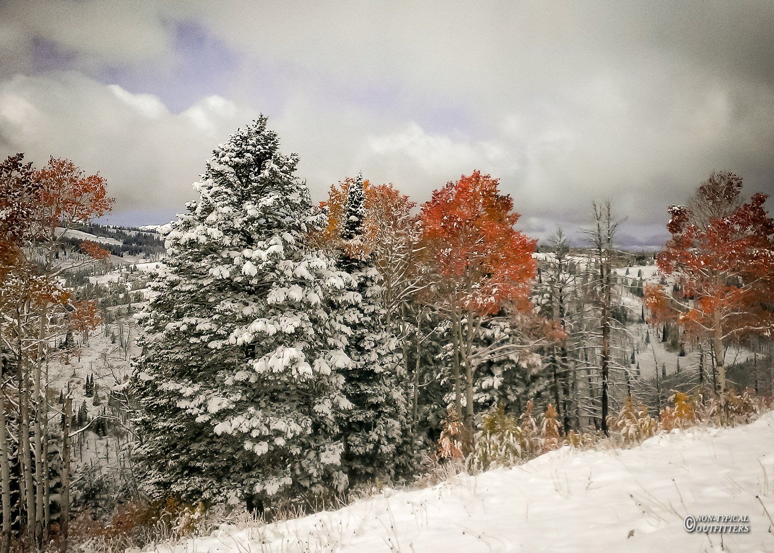 Snow-covered evergreen and deciduous trees with autumn leaves against a cloudy sky.