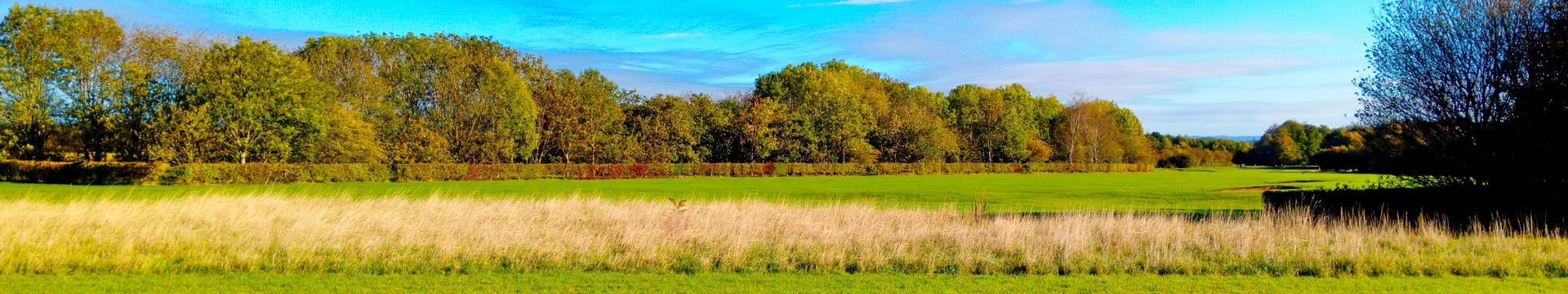 Autum Header