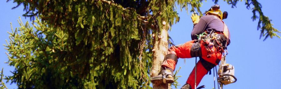 Tree maintenance in Perth